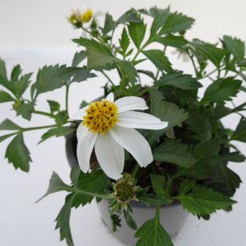 Bidens ferulifolia 'Bee White'
