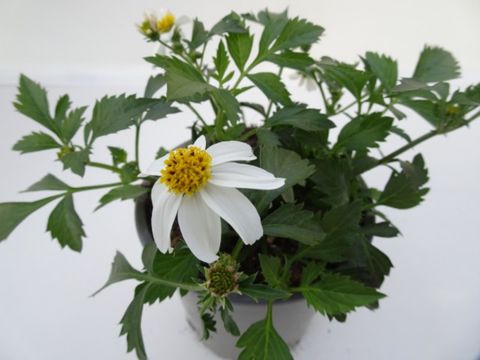 Bidens ferulifolia 'Bee White'