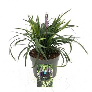 Liriope muscari 'Royal Purple'