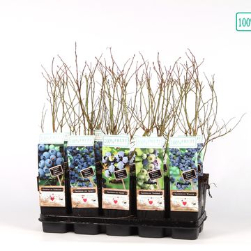 Vaccinium corymbosum MIX