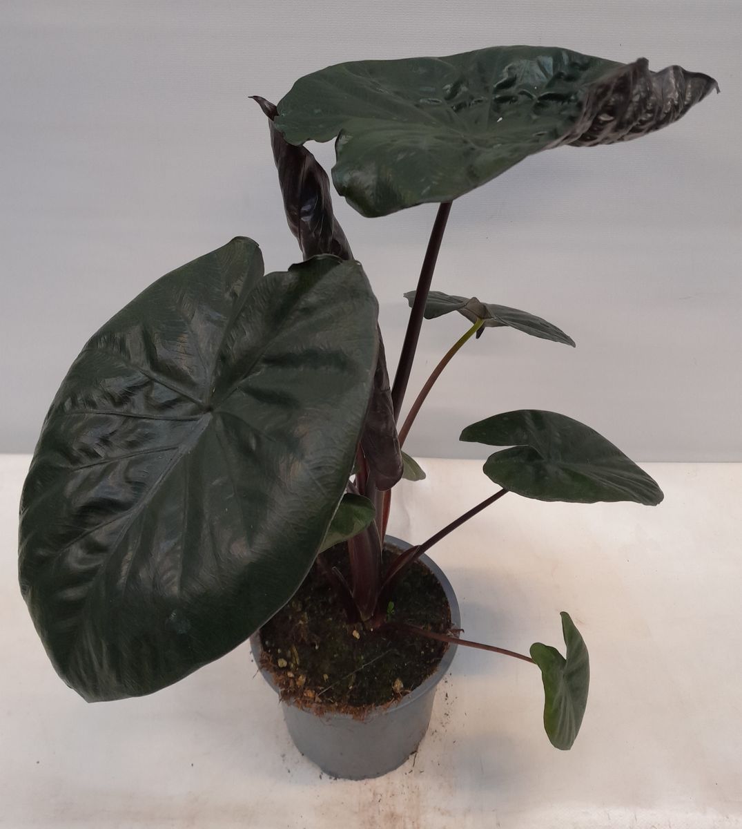 Alocasia 'Serendipity' — Plant Wholesale FlorAccess