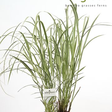 Miscanthus sinensis 'Variegatus'