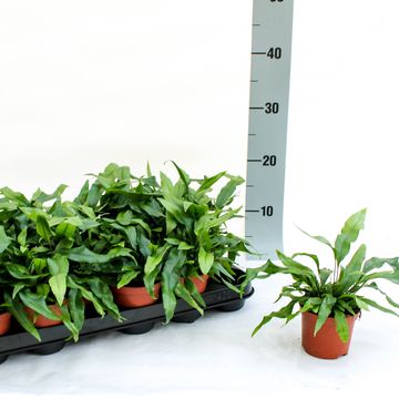 Microsorum diversifolium