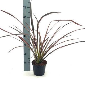 Phormium 'Evening Glow'