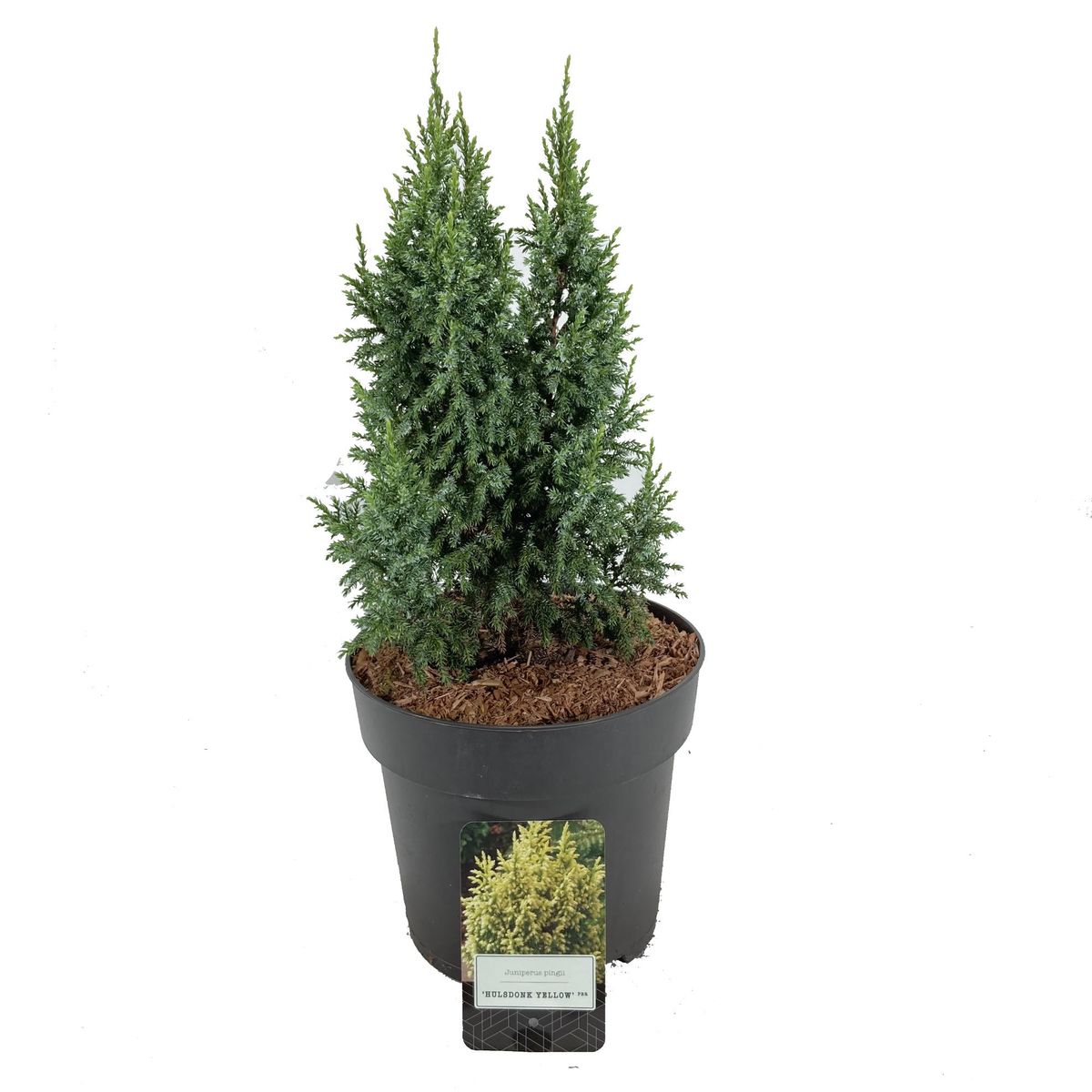 Juniperus pingii 'Hulsdonk Yellow' — Plant Wholesale FlorAccess