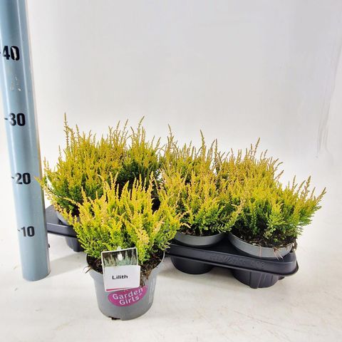 Calluna vulgaris GARDEN GIRLS LILITH
