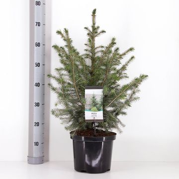 Picea omorika