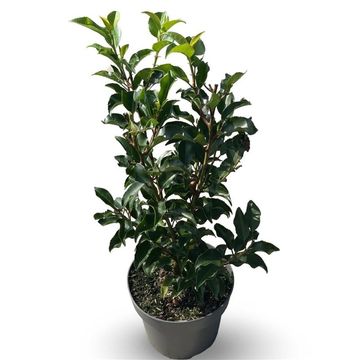 Prunus lusitanica 'Brenelia'