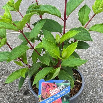 Hydrangea paniculata PINKY WINKY