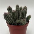 Tavaresia barklyi