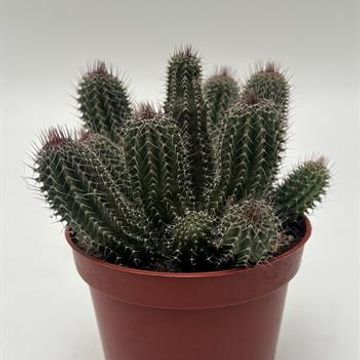 Tavaresia barklyi