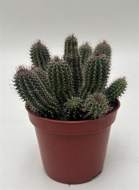 Tavaresia barklyi