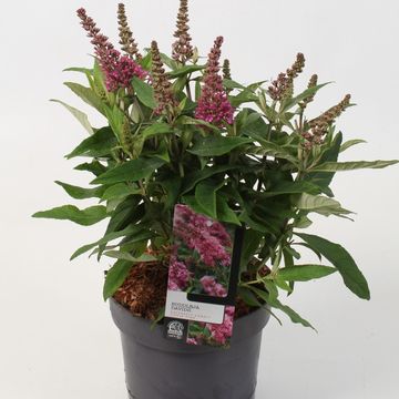 Buddleja davidii BUTTERFLY CANDY LITTLE PINK