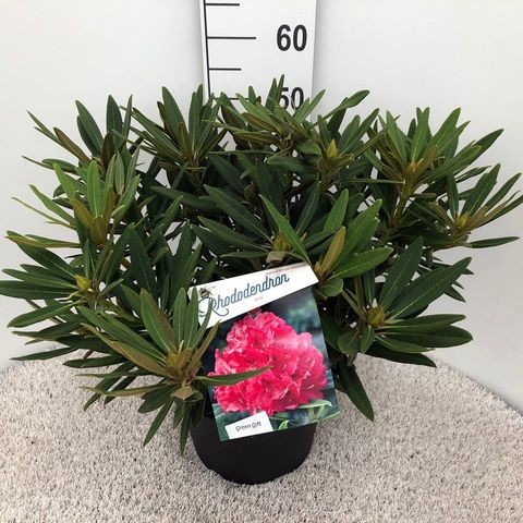 Rhododendron 'Ana'