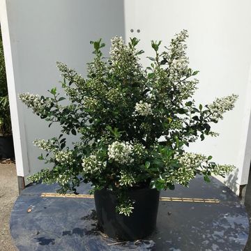 Escallonia 'Iveyi'