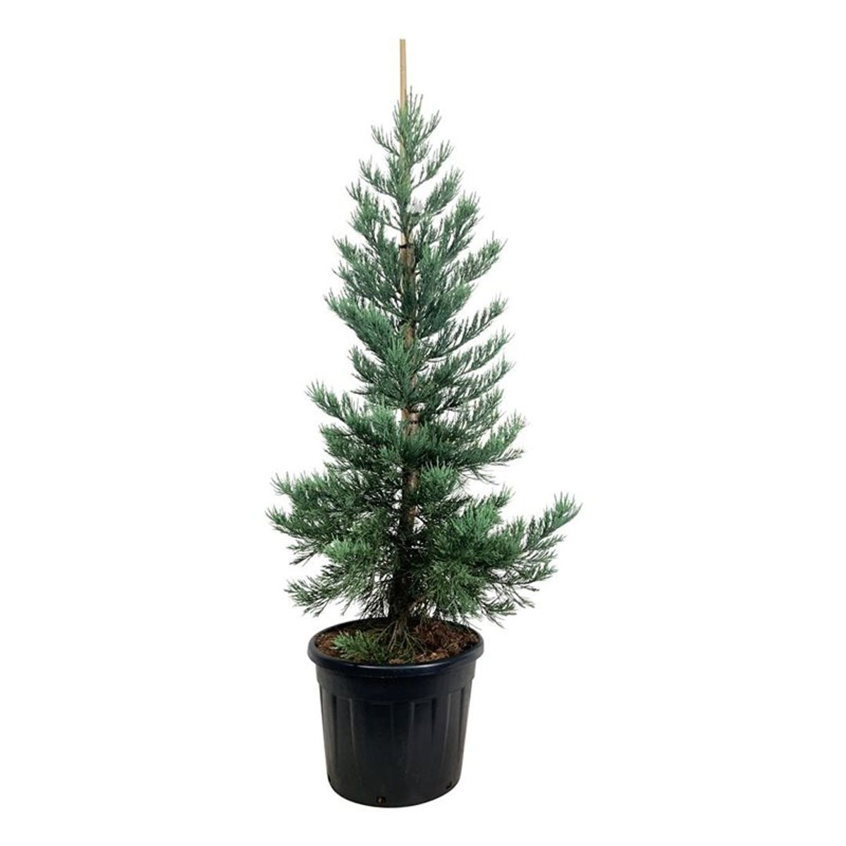 Sequoiadendron Giganteum Glaucum Plant Wholesale FlorAccess sequoiadendron-giganteum-glaucum-plant-wholesale-floraccess