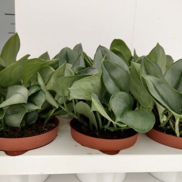 Scindapsus treubii 'Moonlight'