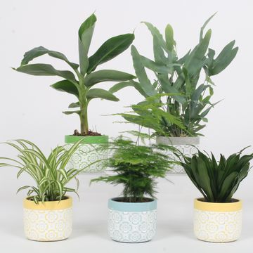 Plantes d'interieur MIX