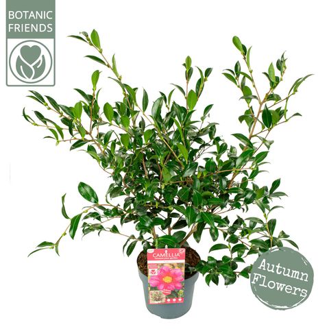 Camellia sasanqua 'Red Premium'