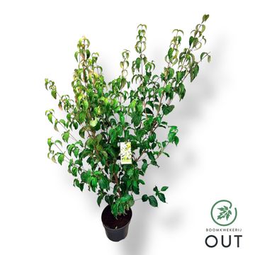 Cornus kousa 'Milky Way'