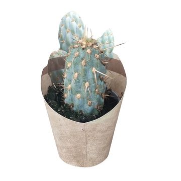 Opuntia miquelii