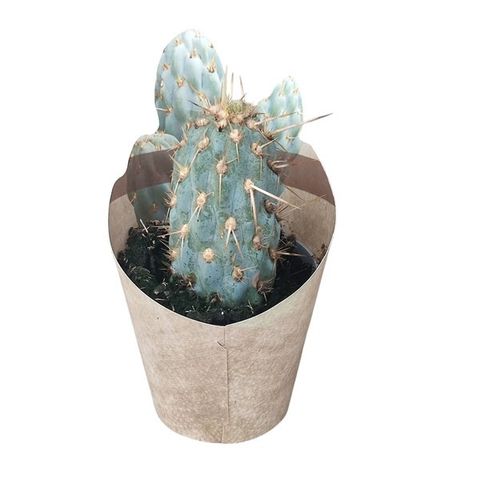 Opuntia miquelii