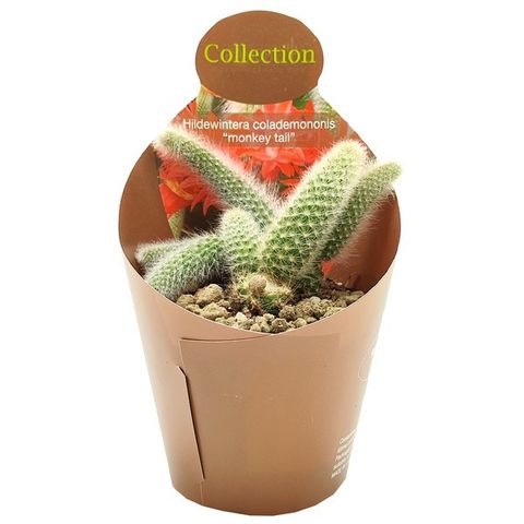 Hildewintera colademononis