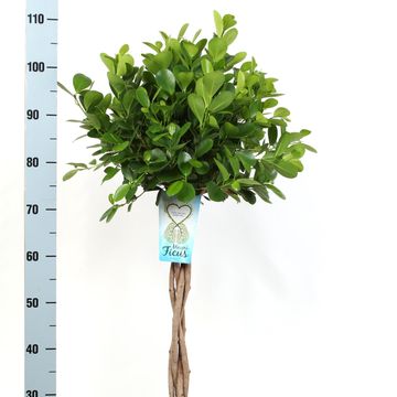 Ficus microcarpa 'Moclame'