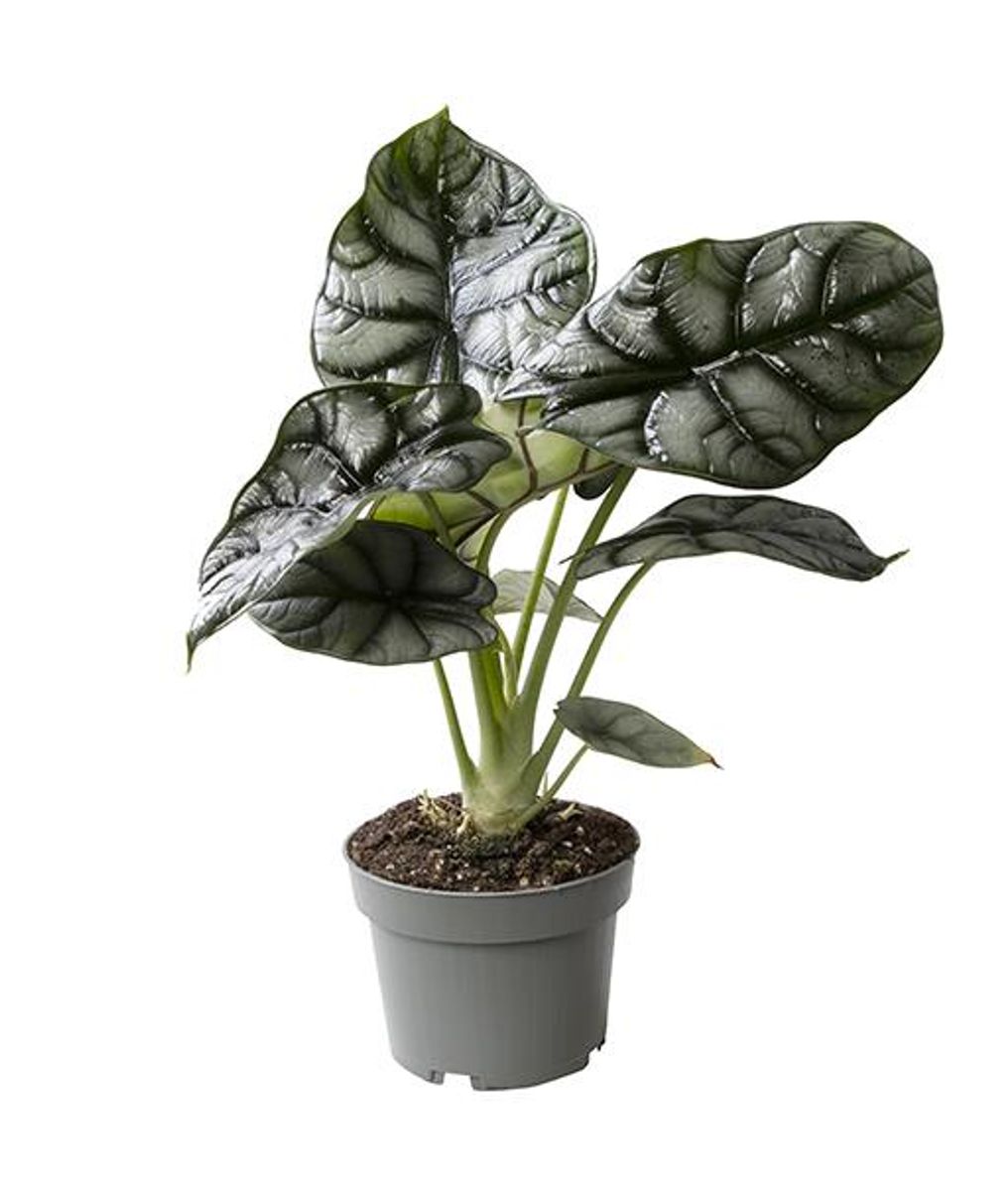 Alocasia 'Silver Dragon' — Plant Wholesale FlorAccess