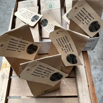 Allium schubertii 'Magic'