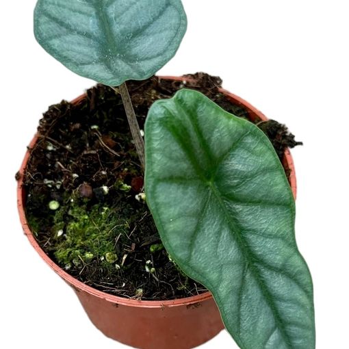 Alocasia heterophylla 'Corazon'