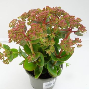 Sedum telephium SEDUCTION ROSE CHARM