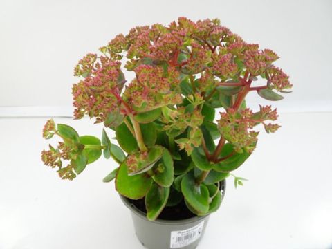 Sedum telephium SEDUCTION ROSE CHARM