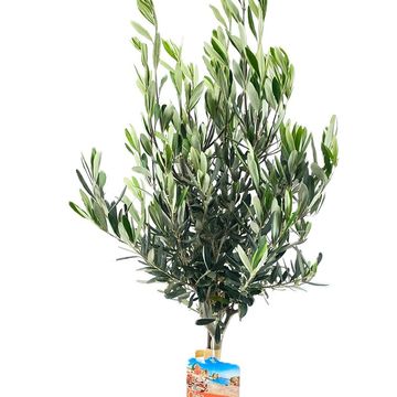 Olea europaea
