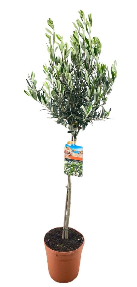 Olea europaea