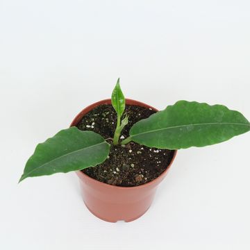 Hoya imperialis sp. Palawan