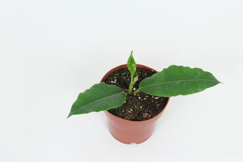 Hoya imperialis sp. Palawan