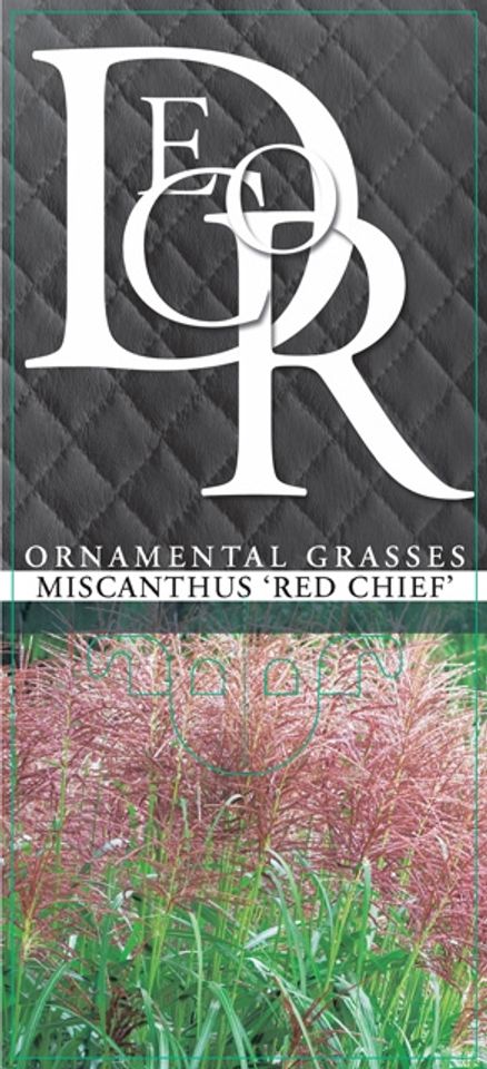 Miscanthus sinensis 'Red Chief'