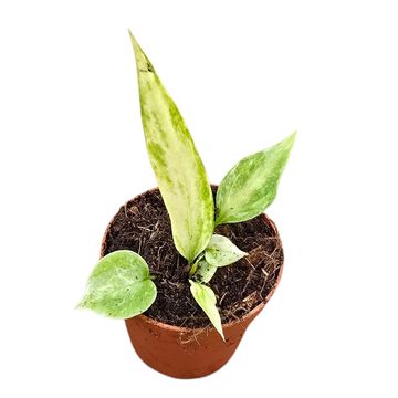 Anthurium vittariifolium 'Variegata'