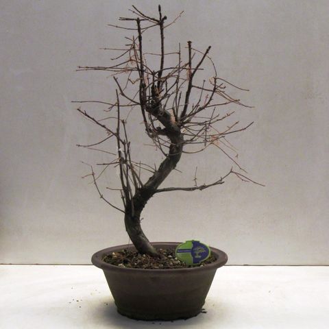 Metasequoia glyptostroboides