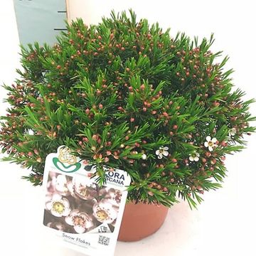 Chamelaucium uncinatum 'Snow Flake'