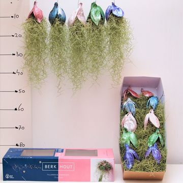 Tillandsia usneoides