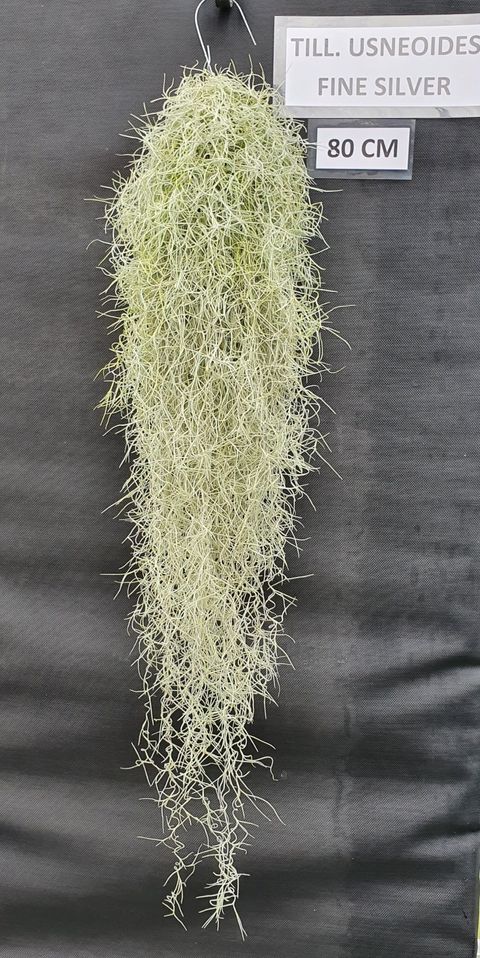 Tillandsia usneoides