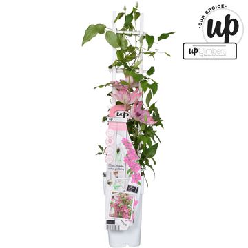 Clematis SARAH ELIZABETH