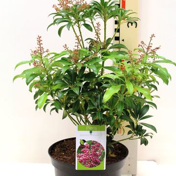 Pieris japonica 'Passion'