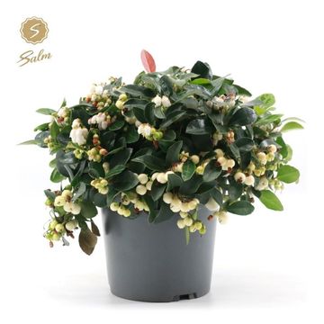 Gaultheria procumbens CIAO BELLA WHITE