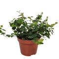 Ficus pumila 'Green Sunny'