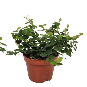 Ficus pumila 'Green Sunny'