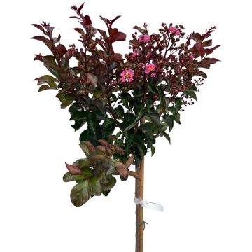 Lagerstroemia indica RHAPSODY IN PINK