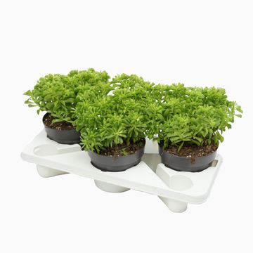 Peperomia dolabriformis